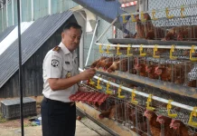 Lapas Salemba Panen Telur Ayam