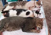 Cegah Rabies, Sudin KPKP Kepulauan Seribu Gencarkan Vaksinasi-Sterilisasi Kucing