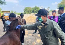 KPKP Jakbar Gelar Layanan Kesehatan untuk Kuda Pekerja di Palmerah