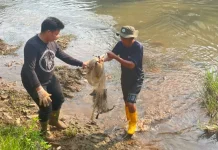 KPKP Jakbar Tangkap 93 Kilogram Ikan Sapu-sapu di Kali Pesanggrahan