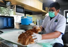 Lima Mobil Klinik Hewan Keliling Mulai Layani Warga di Jakarta