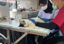 Pemprov DKI Sediakan Layanan Mobil Klinik Hewan Keliling