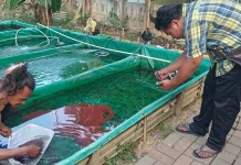 Mengurai Lumpur: Seni Karantina dan Rahasia Bisnis Cacing Sutra BKT
