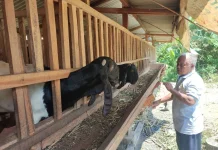 Program Budidaya Kambing Perah PLN EPI di Gunungkidul Naik 52 Persen