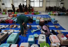Sudin KPKP Jakbar Sterilisasi 200 Kucing Jantan di Tambora