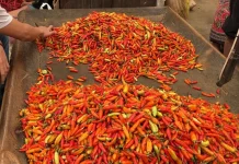 PIHPS: Harga Cabai Rawit Rp47.500 per Kg, Harga Telur Ayam Rp25.000 per Kg
