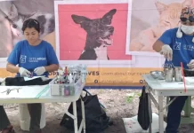 Program TNR di Pulau Pari Berhasil Sterilisasi 108 Kucing