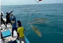 Konservasi Pulau Sabira PLN Raih Penghargaan Platinum Nasional