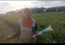 Bangkit dari Gagal Panen, Petani Rorotan Bersiap Panen Raya di Tengah Musim Kemarau