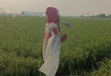 Perjuangan Petani Rorotan Menjaga Hasil Panen Melimpah di tengah Kemarau Panjang