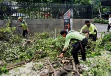 Sudin Tamhut Jakbar Tangani 902 Pohon Selama Juli 2026