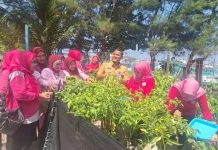 RPTRA Arung Palakka, Berhasil Panen 11 Kg Cabai