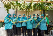 Poktan RW 07 Cempaka Baru Panen Timun Suri dan Oyong