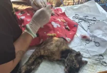 Sebanyak 101 Kucing di Pulau Lancang Disterilisasi