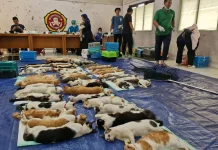 Sudin KPKP Jakarta Timur Sterilisasi 265 Kucing di Pulogadung