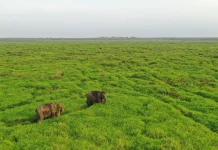 Ancaman Utama Gajah Sumatra Hilangnya Hutan Bukan Perburuan Gading