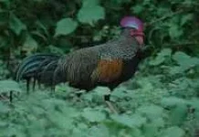Perburuan dan Erosi Genetik, Ancam Populasi Ayam Hutan Asli Indonesia
