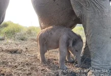 Kado Istimewa HUT ke-81 RI: Anak Gajah Sumatera Lahir Sehat