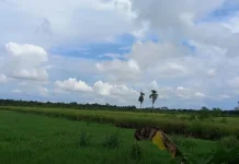 Lahan Tidur Disulap jadi Sawah Produktif