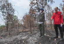 Menhut Raja Antoni Pastikan Karhutla Tak Ancam Habitat Orangutan