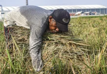 Potret "Aki Gaul" Petani Sawah Garapan di Pesisir Jakarta