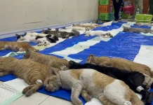 Sudin KPKP Jakbar Sterilisasi Gratis 200 Kucing Jantan di Tamansari