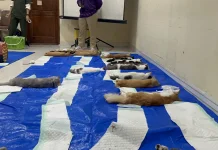 Komunitas KPKS Tangkap 30 Kucing Liar di Tamansari untuk Diseterilisasi