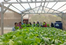 Saga Hydroheroes, Berdaya Bersama lewat Kebun Hidroponik