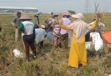 Petani Rorotan Usulkan Sawah Jakarta Dijadikan Lahan Abadi dan Agrowisata