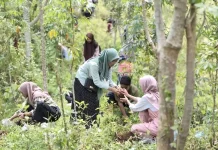 PLN EPI-Keraton Yogyakarta, Perluas Ekosistem Biomassa Berbasis Masyarakat