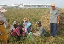 Cegah Ancaman Banjir Petani Marunda-Rorotan Usulkan Bangun Irigasi