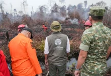 Menhut Turun ke Lokasi Karhutla Ketapang, Ingatkan Jangan Lengah