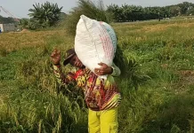 Kisah Mang Utik: Dari Buruh Panen Harian hingga Tekun Membina Usaha Ternak Mandiri