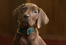 Scooby-Doo: Origins Rampungkan Produksi, Tayang 2027