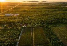 Lahan Kritis Jadi Produktif, Tangkiling Hasilkan Ratusan Ton Komoditas Pertanian