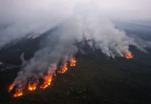 Hutan Kembali Hijau, Benarkah Ekosistem Sudah Pulih?.