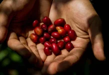 Wajib Tahu! Begini Proses Sortasi pada Buah Kopi