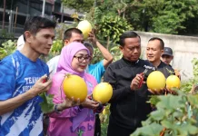 Pemkot Jaktim Panen Golden Melon di Lahan Tidur Rawamangun
