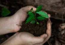 Tanam Pohon Perlu Sesuaikan Kebutuhan Ekosistem Hutan
