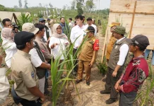 Perkuat Koridor Gajah Sumatera, Menhut Raja Antoni Libatkan Masyarakat