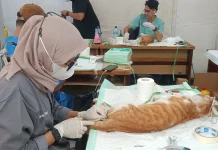 Tangani Kucing Liar, Pemkot Jakut Gelar Sterilisasi dan Vaksinasi Gratis