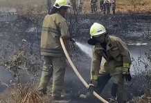 Berawal dari Korek Api, Api Melahap 4.000 Meter Persegi Lahan Kalibaru