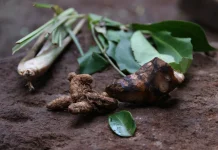 Jamu Rumahan Jadi Pilihan Menjaga Kesehatan Keluarga