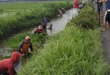 Pemkab Bekasi dan Jababeka Bersihkan Saluran Irigasi Pebayuran