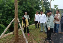 Pemkot Jakbar Tanam Pohon Tabebuya di Semanan Kalideres