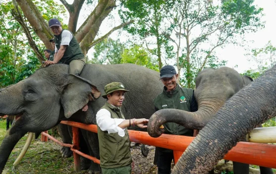 Menhut Raja Antoni Fokus Sambungkan Koridor Gajah Sumatera
