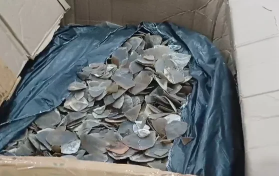 Bea Cukai Tanjung Priok,  Sita Ribuan Kilogram Sisik Trenggiling