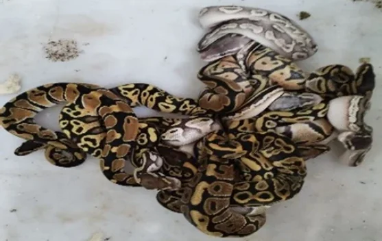 Gakkum Kemenhut Amankan 202 Reptil Ilegal Tujuan Dubai, WNA Rusia Jadi Tersangka