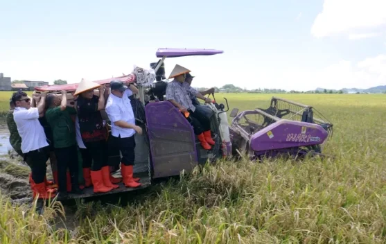 BRIN: Produksi Padi Biosalin di Pesisir Jepara Tembus 176 Ton