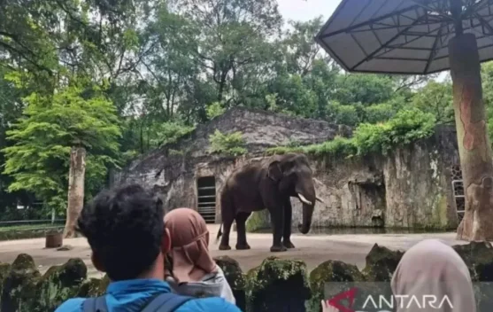Sambut HUT Jakarta, Taman Margasatwa Ragunan Gratiskan Tiket Masuk